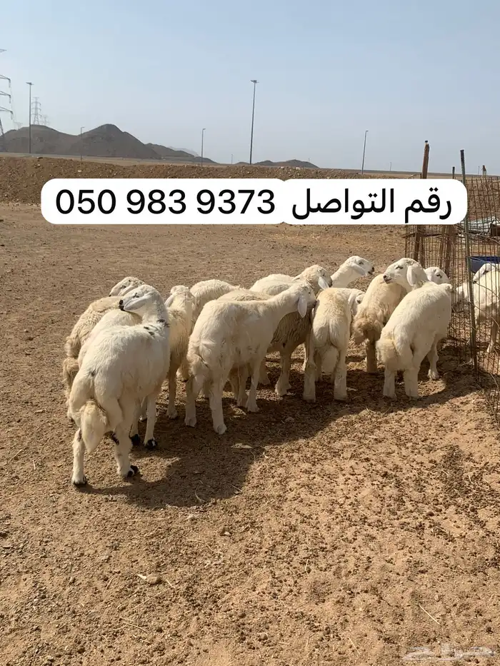 غانم للبيع 3