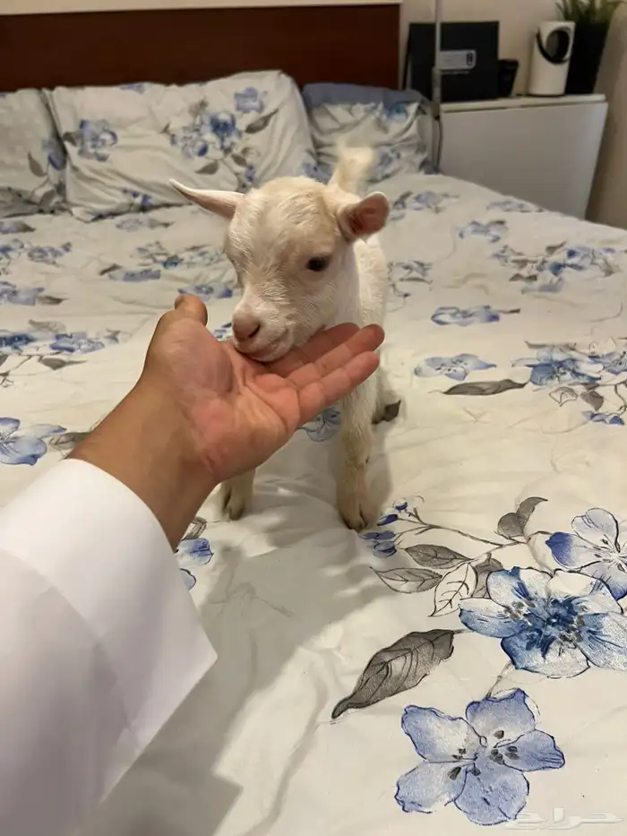 ماعز قزم فاخر 3