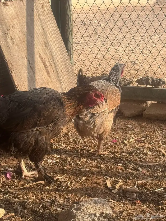 دجاجا للبيع ليجيبوا اصمل 11