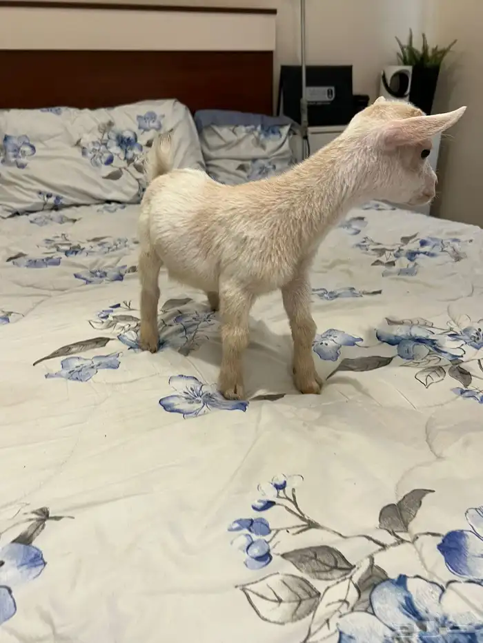 ماعز قزم فاخر 2