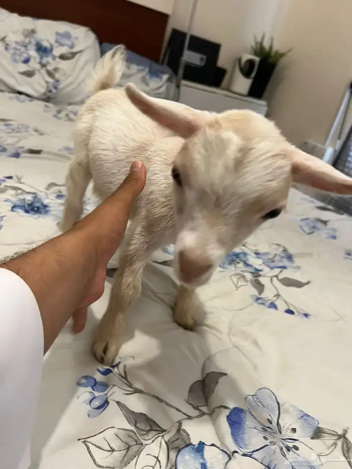 ماعز قزم فاخر 4