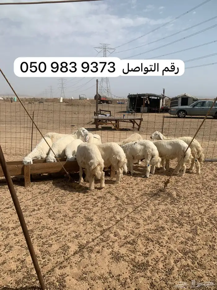 غانم للبيع 4