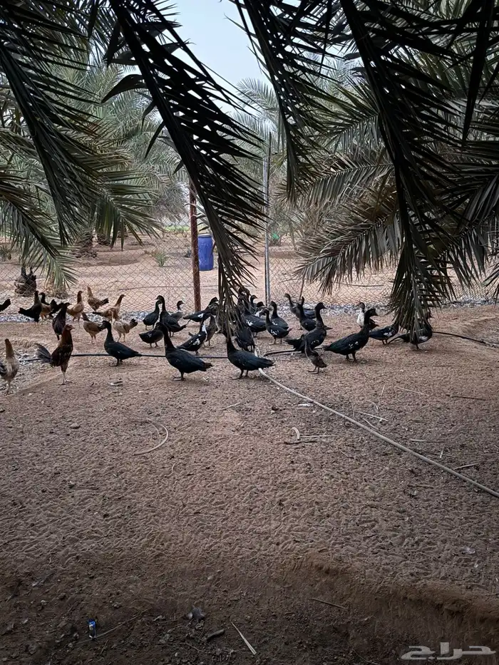 بط مصري 3
