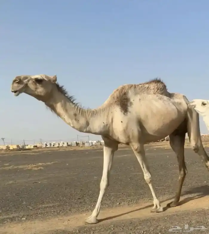 شقحا عشرا تحتها قعود 0