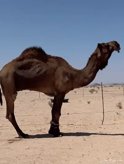 بعير كفوو 0
