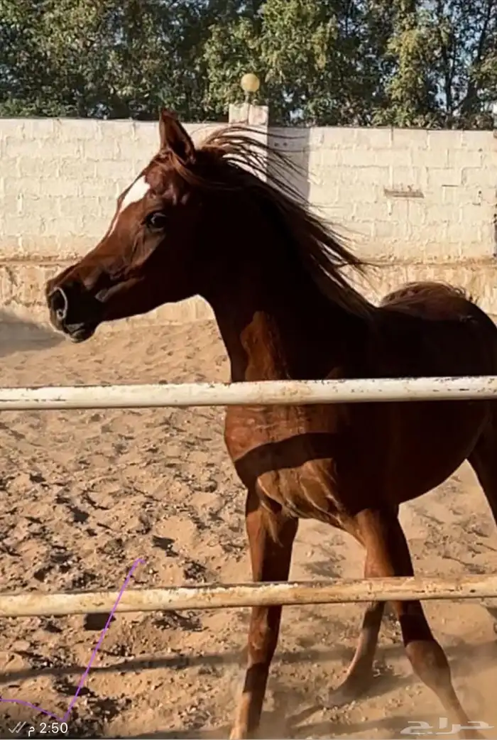 حصان عربي خط مصري فحل ولد البطل عامر الخالد 2