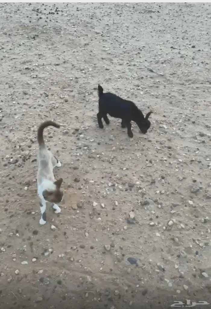 جفار اقزام 2