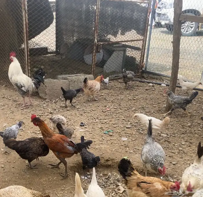 دجاج بلدي حظان 6