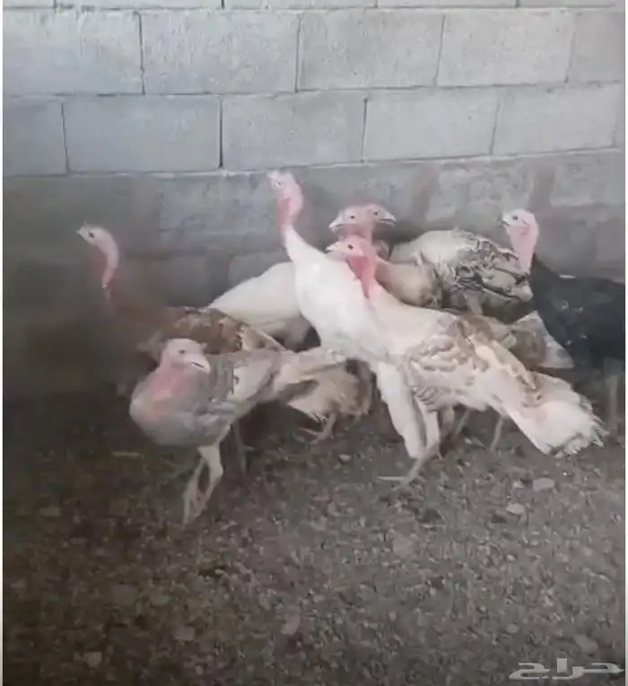 ديوك رومي 0