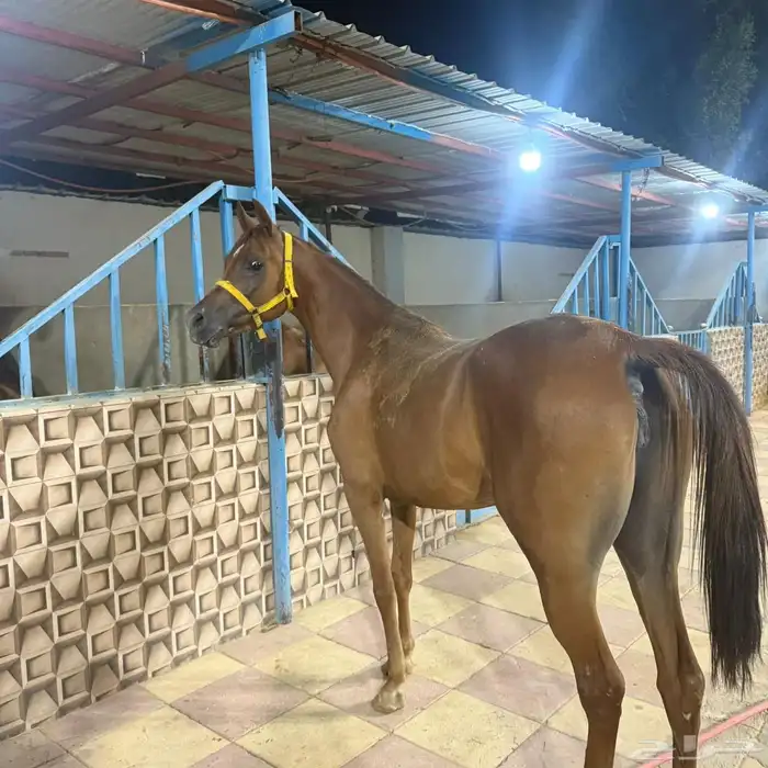 فرس واهو ركوب وفاخره 0