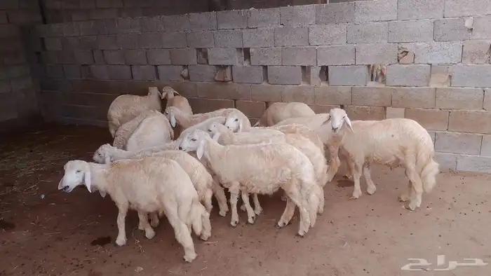 خرفان للبيع حري 0