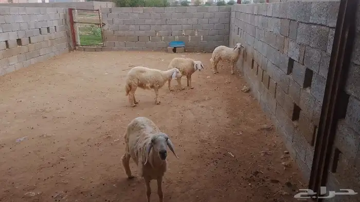 خرفان للبيع حري 4