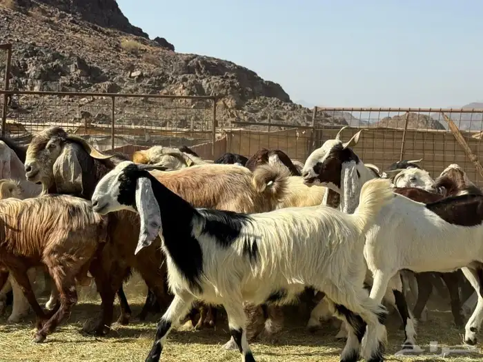 معزا هولنديات صنف( تم البيع ) 7