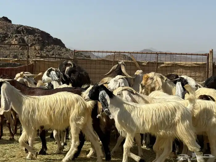 معزا هولنديات صنف( تم البيع ) 2