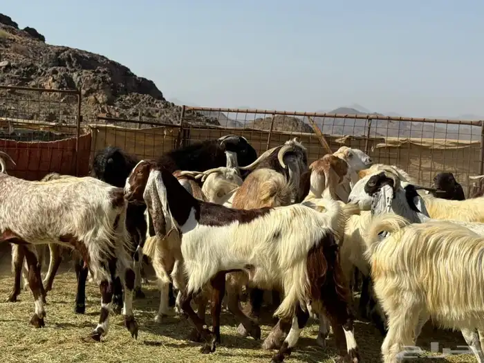 معزا هولنديات صنف( تم البيع ) 6