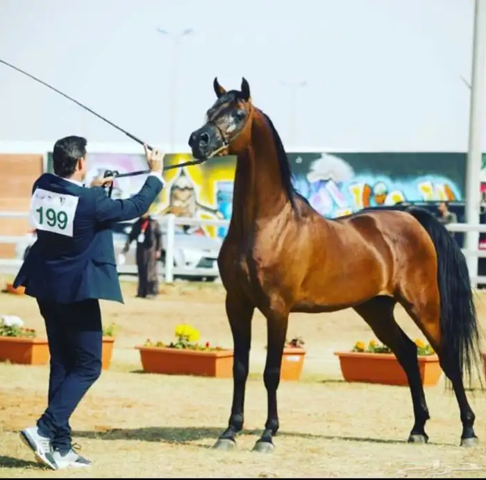 فرس شعبية شيخه 2