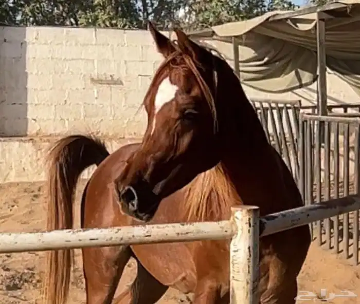 حصان عربي خط مصري فحل ولد البطل عامر الخالد 0