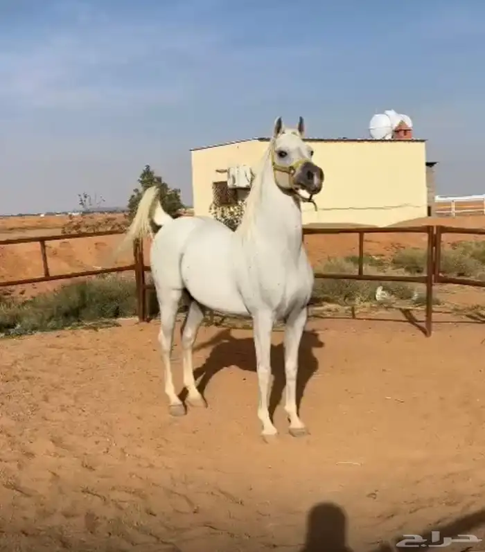 خيول للبيع 0