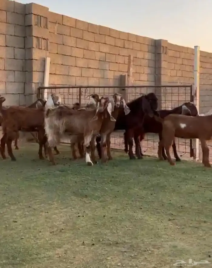 جفار مشاريك قبرصي 0
