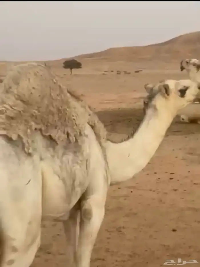 قعدان ثنين فل شحم 0