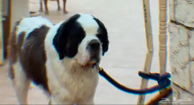 (Saint Bernard) جراوي سانت برنارد للبيع index
