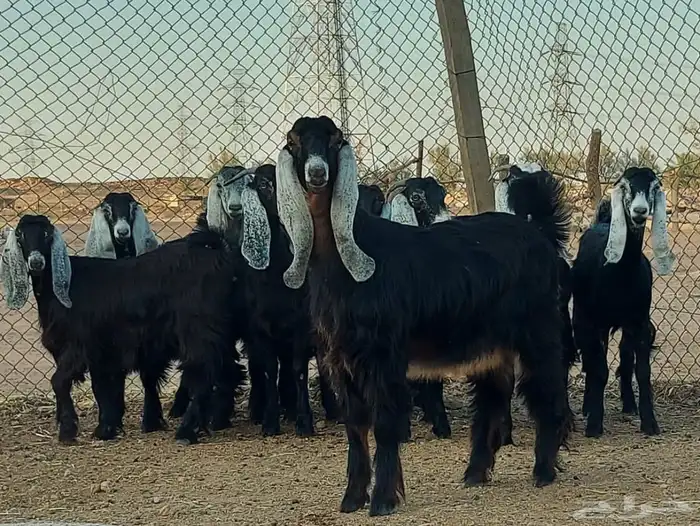 بيعن الله يبارك له جفار 2