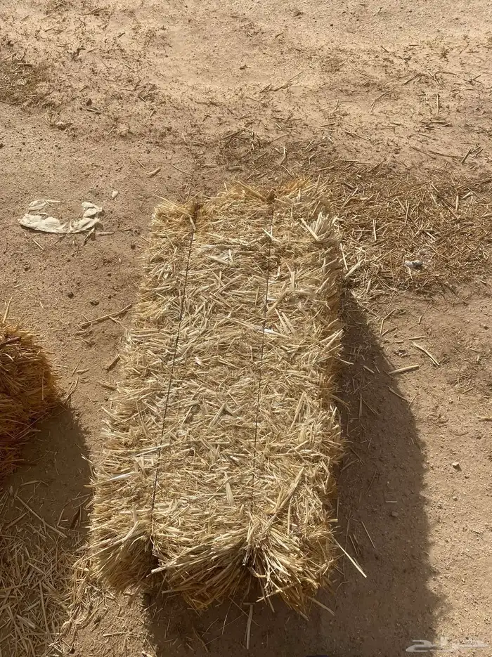 تبن شعير 3