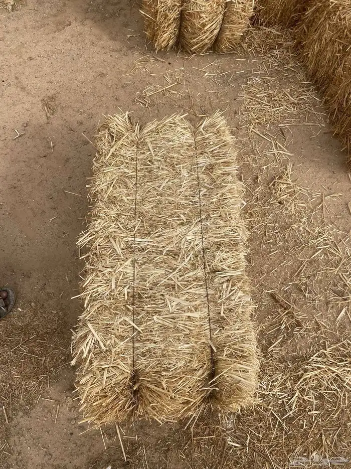 تبن شعير 2