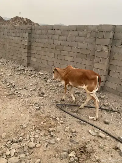 بقر index