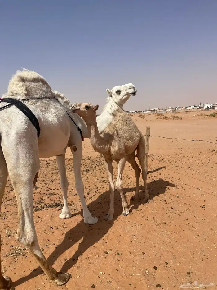عشراء ثنو منتج تحتها قعود 1