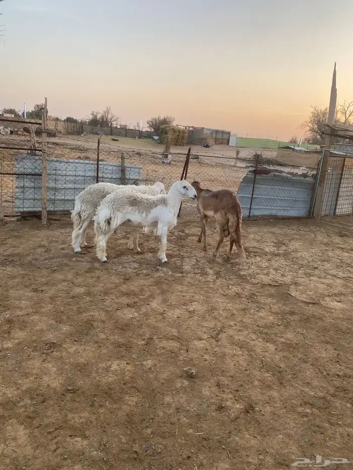 نعيم طليان ورخال كبار وحريات 3