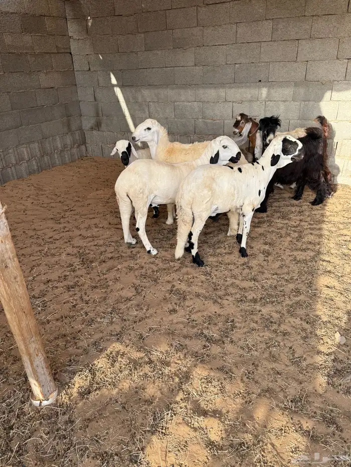 للبيع ذبايح حريات 2
