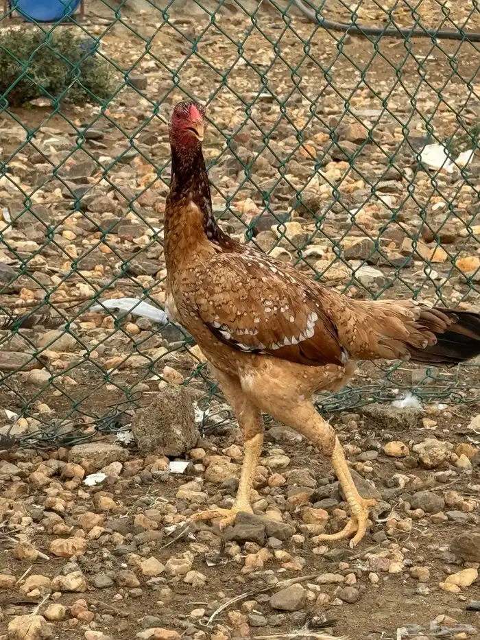 دجاج سندي زوج 1
