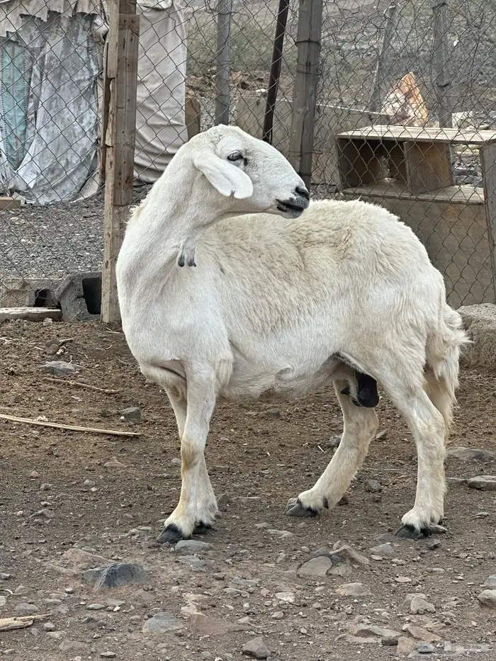 شاه 7