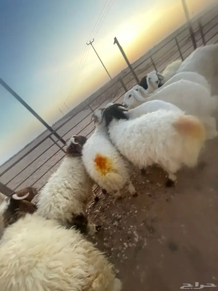 خرفان فاخره طرف مجس 2