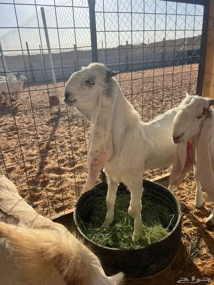 9 جفار مراح فواخر 9