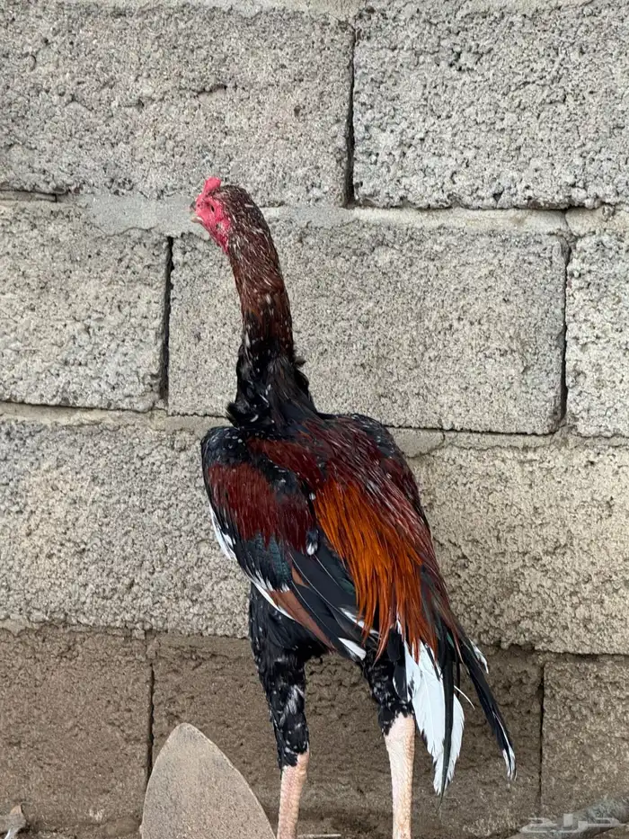 دجاج سندي زوج 3