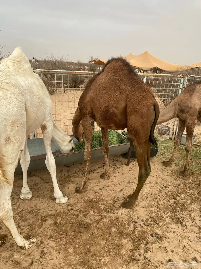 قعودين فل شحم علي حليب شرط ونضيفه عمرها 6 شهور لي 7 4