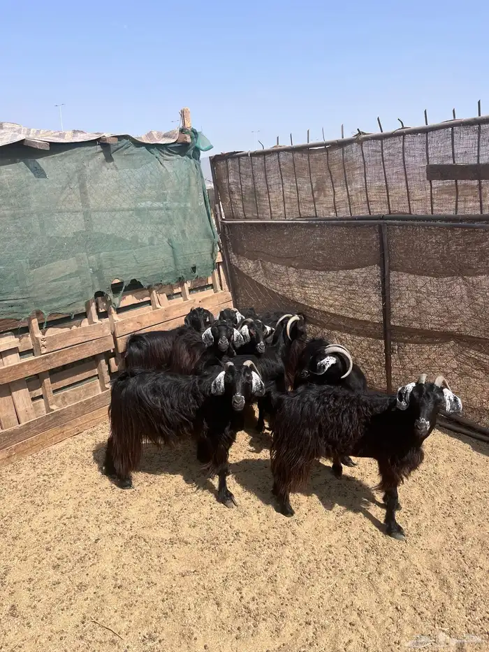 معزا 0