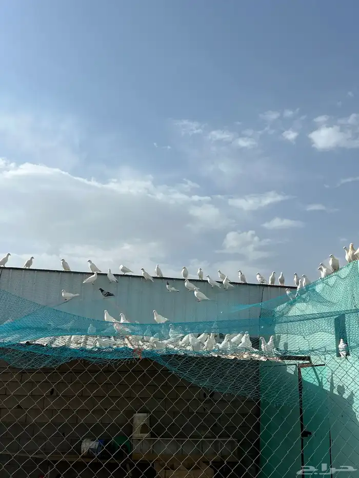 حمام فرنسي 0