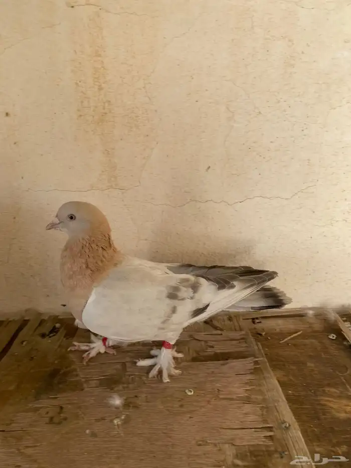 انثى منقا 1