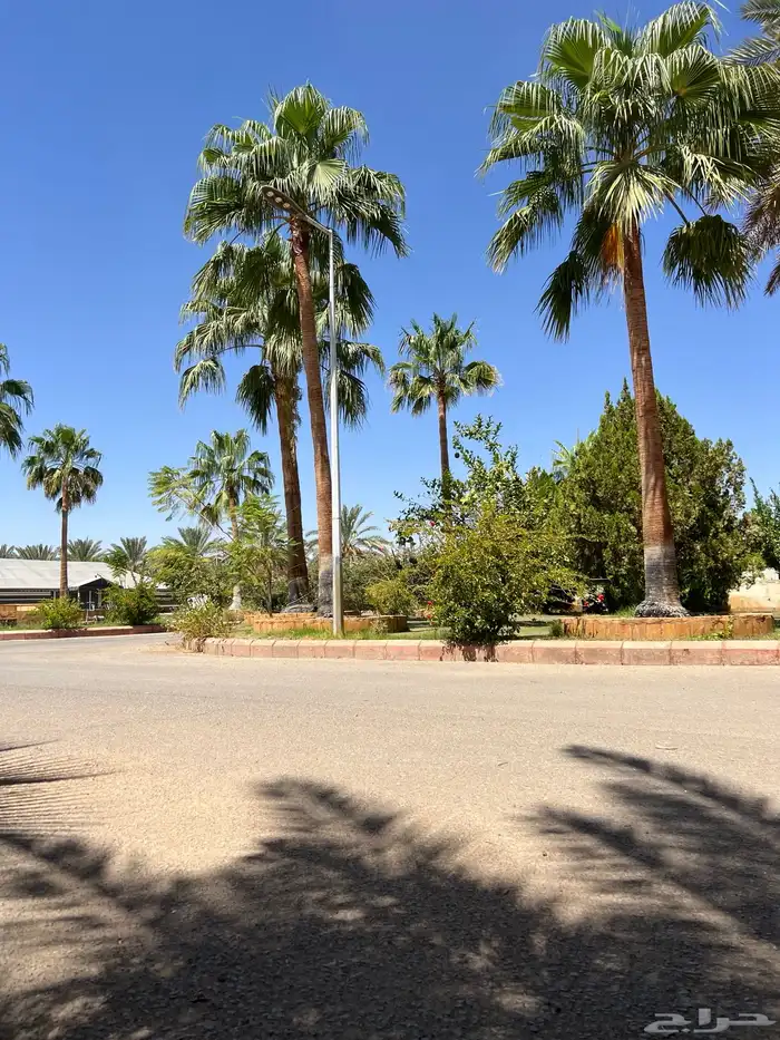 palm نخل 8