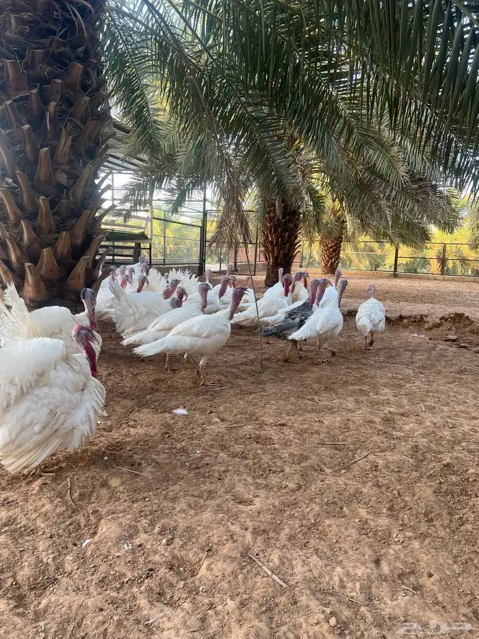 ديوك رومي احجام جامبو 4