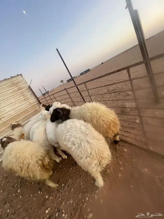 خرفان فاخره طرف مجس 3