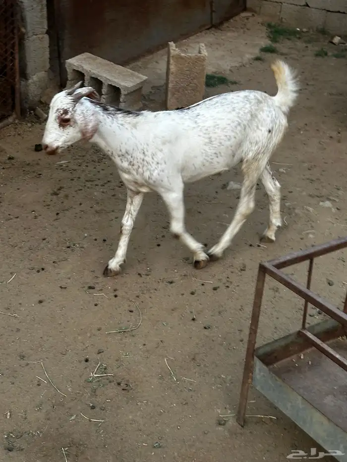 تيوس اربعة شهور 0