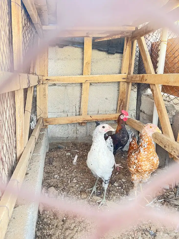 دجاج 3