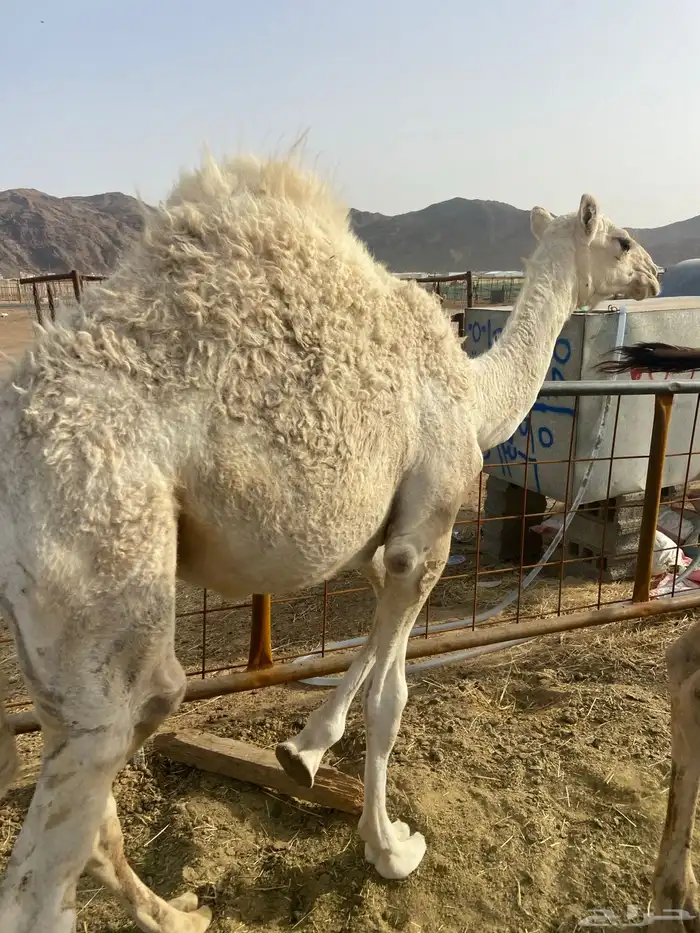 بكره كفو علي الحليب والبرسيم 5