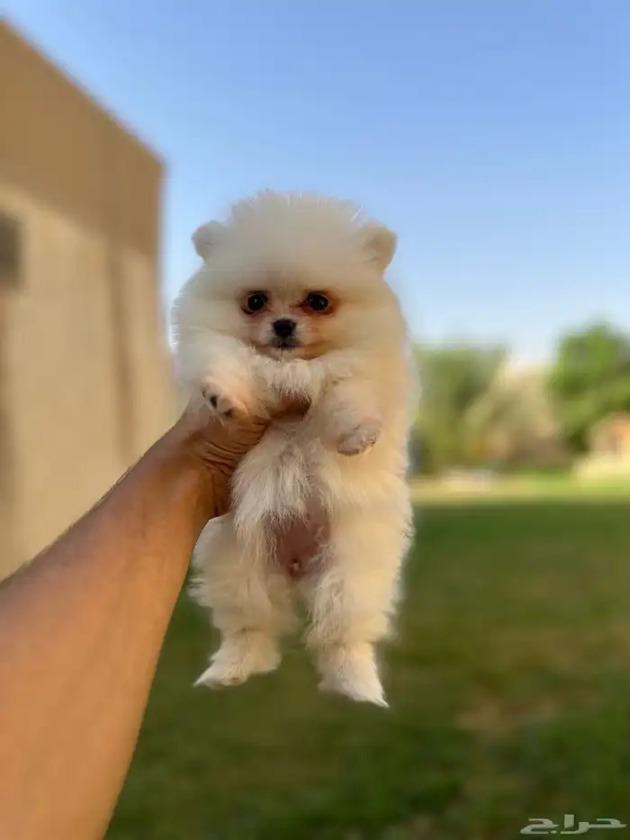 جراوي بومرينيان تي كب 4