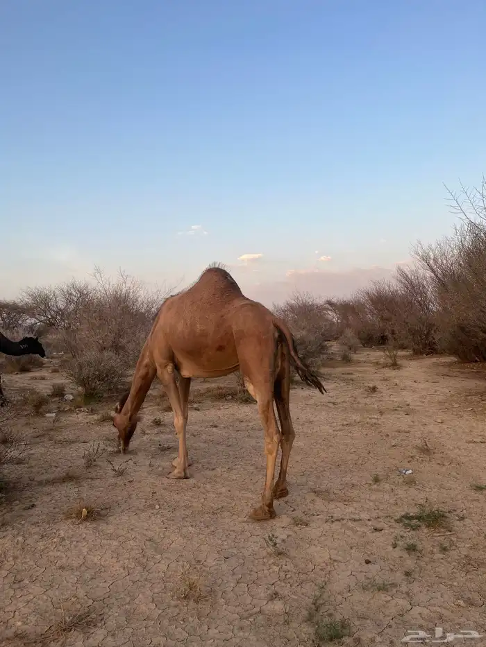 ناقه حمرا دهماء 2