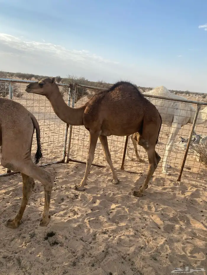 قعودين فل شحم علي حليب شرط ونضيفه عمرها 6 شهور لي 7 1